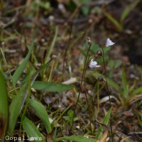 Utricularia caerulea L.